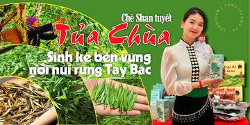 Longform | Chè Shan tuyết Tủa Chùa: Sinh kế bền vững nơi núi rừng Tây Bắc