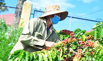 Giá cà phê hôm nay 6/8/2025: Giá cà phê trong nước đạt móc 100.000 đồng/kg