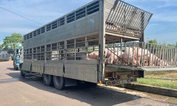 Gia Lai: Phát hiện 220 con heo nhiễm dịch tả lợn châu Phi