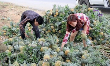 Đưa nông sản thành “chìa khóa thoát nghèo” cho vùng cao Nghệ An