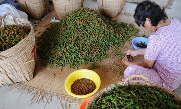 Giá hồ tiêu tăng mạnh, kim ngạch xuất khẩu vượt gần 1 tỷ USD sau 7 tháng