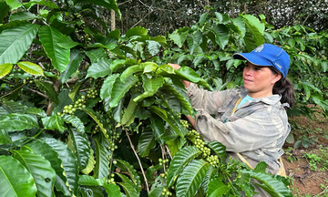Xã biên giới Sa Loong: Điểm sáng tăng trưởng 2 con số của Quảng Ngãi