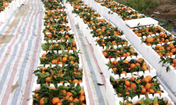 Thanh Hóa kết nối sản xuất - tiêu thụ, mở lối giảm nghèo bền vững 