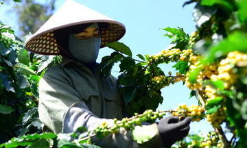 Giá cà phê hôm nay 9/8/2025: Thị trường trong nước tăng trở lại