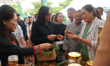 Đà Nẵng: Xúc tiến thương mại cho sâm Ngọc Linh