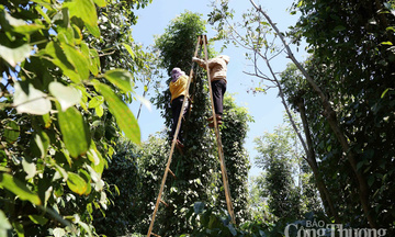Giá tiêu hôm nay 10/8/2025: Trong nước cao nhất 142.000 đồng/kg