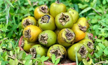 Phú Thọ hiện thực mục tiêu thoát nghèo bằng cây hồng không hạt