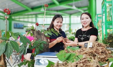 Dược liệu: Hướng mở sinh kế xanh cho dân tộc thiểu số miền núi
