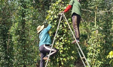 Giá tiêu hôm nay 11/8/2025: Đi ngang trong phiên đầu tuần