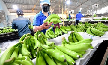 Chuối Việt Nam mở rộng thị phần nhờ chất lượng và giá cạnh tranh