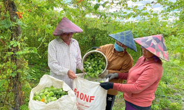 Quảng Ngãi: Đồng bào dân tộc Xơ Đăng làm giàu từ lợi thế địa phương