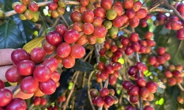 Giá cà phê Robusta tăng gần 4,4% lên mức 3.664 USD/tấn