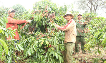 Cà phê Gia Lai ‘khoác áo’ đặc sản, vươn mình ra thế giới