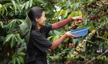 Dự báo giá cà phê ngày mai 13/8/2025: Tiệm cận 110.000 đồng/kg
