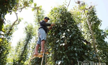 Dự báo giá tiêu trong nước ngày mai 13/8/2025: Ít biến động