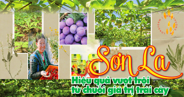 Longform | Sơn La: Hiệu quả vượt trội từ chuỗi giá trị trái cây