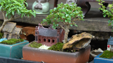 Thị trường bonsai mini có gì cần lưu ý?