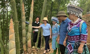 Người Mông Lào Cai viết chuyện giảm nghèo từ gốc tre Bát độ