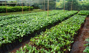 Quảng Ngãi: Cải tạo vườn tạp tăng thu nhập cho bà con dân tộc thiểu số