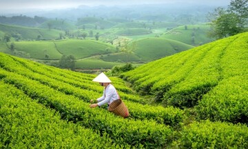 Sa Pa: Kể câu chuyện văn hóa để nâng tầm nông sản gắn du lịch bền vững
