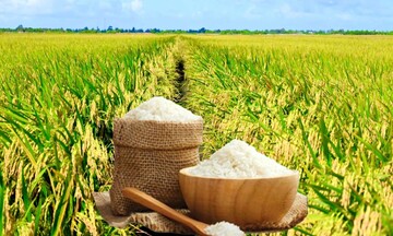 Giá lúa gạo hôm nay ngày 13/8: Gạo nguyên liệu đảo chiều giảm