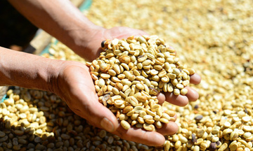 Giá cà phê hôm nay 14/8/2025: Tăng hơn 4.000 đồng/kg so với đầu tuần