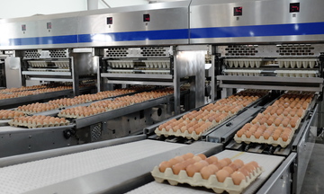 Gia cầm Hòa Phát tăng trưởng lợi nhuận 135% nhờ giá trứng hồi phục