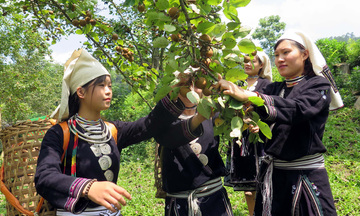 Vốn chính sách mở đường thoát nghèo cho hàng triệu hộ dân vùng cao