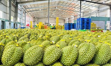 Xuất khẩu rau quả Việt Nam phục hồi nhờ đa dạng thị trường