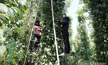 Giá tiêu hôm nay 15/8/2025: Cao nhất 142.000 đồng/kg