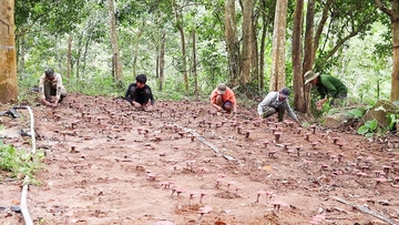 Sản phẩm OCOP mở lối thoát nghèo bền vững cho người dân tộc Vĩnh Thủy