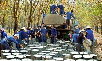 Xuất khẩu cao su của Việt Nam vào Hoa Kỳ tăng mạnh cả lượng và giá