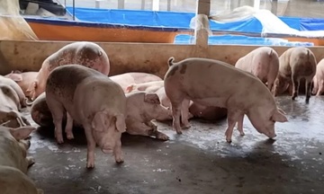 Giá heo hơi hôm nay 16/8/2025: Tiếp tục giảm tại nhiều địa phương