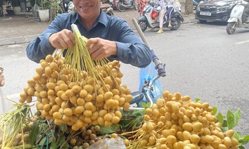 Chà là tươi ‘nhuộm vàng óng’ chợ, hội chị em đua nhau lùng mua