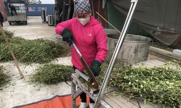 Cây dược liệu ‘lên đời’, mở lối thoát nghèo cho vùng đồi Ninh Bình