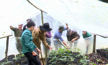 Quảng Ngãi: Hình thành vùng chuyên canh cây công nghiệp, tạo sinh kế bền vững