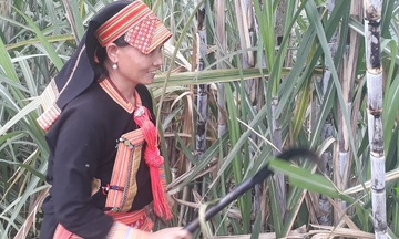 Liên kết trồng mía, đồng bào dân tộc thiểu số đón vụ mùa hy vọng