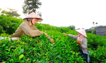 Thái Nguyên tích cực kết nối tiêu thụ na và nông sản vùng dân tộc