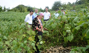 Khoai sâm – kỳ vọng làm giàu cho đồng bào dân tộc ở Sìn Hồ