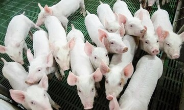 Giá heo hơi hôm nay 19/8/2025: Xuống mức 55.000 đồng/kg ở miền Trung
