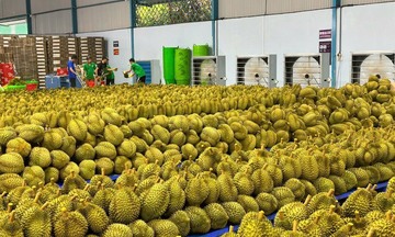 Giải mã ‘bài toán’ sầu riêng Gia Lai: Từ vườn cây đến không gian số