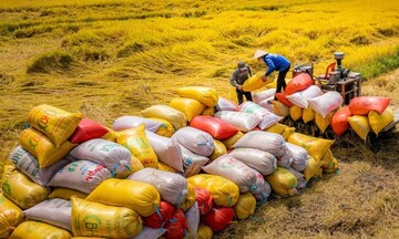 Duy trì đà xuất khẩu, gạo Việt khẳng định lợi thế nhờ chất lượng