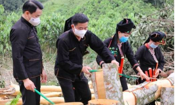 Quế hữu cơ: Hướng thoát nghèo bền vững cho bà con dân tộc thiểu số