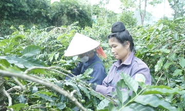 Điện Biên phát triển nông sản, tạo sinh kế vùng cao Tây Bắc