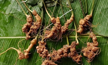 Sâm Lai Châu, hướng đi mới cho giảm nghèo bền vững