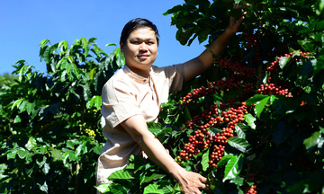 Giá cà phê hôm nay 20/8/2025: Thế giới tăng, trong nước giảm nhẹ