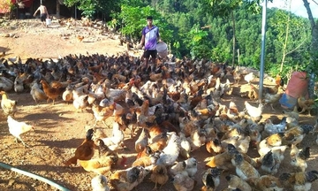 Những nương chè đánh thức sinh kế mới cho đồng bào dân tộc miền núi
