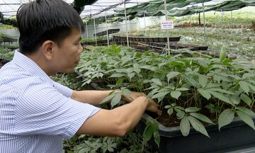 Bảo tồn rừng, nâng sinh kế: Dược liệu mở lối thoát nghèo cho miền núi