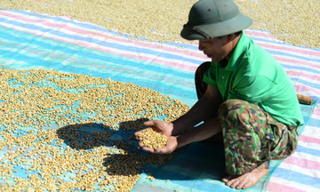 Giá cà phê hôm nay 21/8/2025: Trong nước tăng mạnh, vượt mốc 121.000 đồng/kg