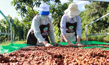 Nông sản vùng dân tộc và cơ hội 'bứt tốc' tại thị trường Bắc Âu